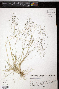 Eragrostis tenuifolia image