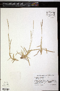 Eremochloa ophiuroides image