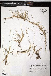 Eremochloa ophiuroides image