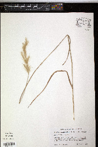 Saccharum alopecuroides image