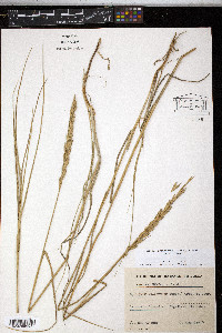 Elymus pycnanthus image