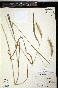 Elymus riparius image