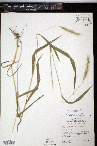 Elymus riparius image