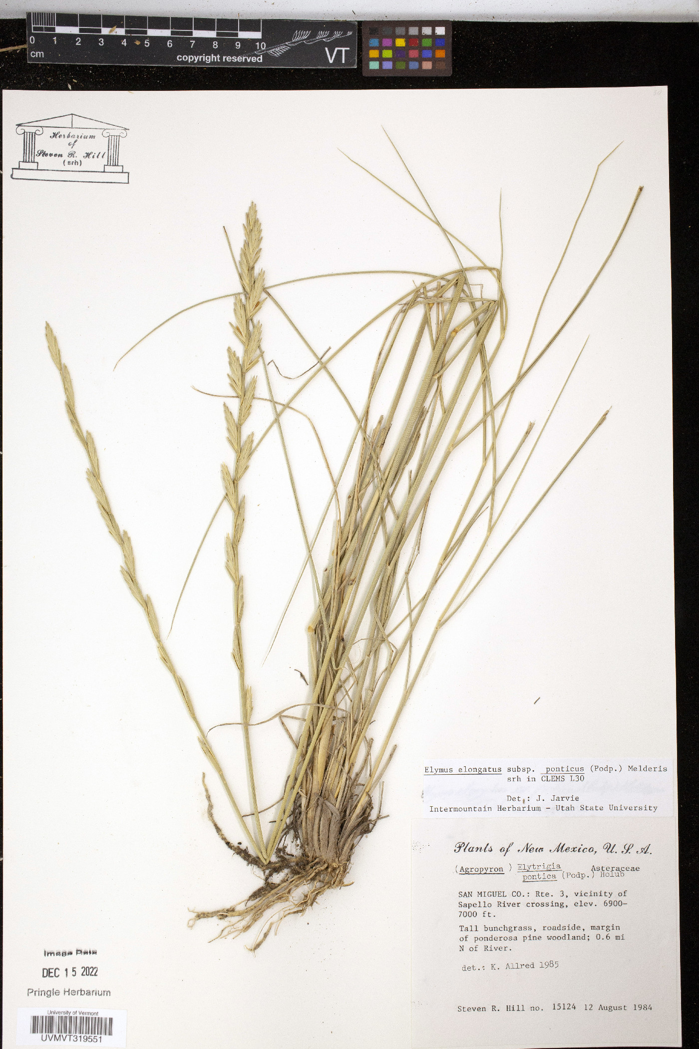 Elymus elongatus image