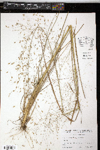 Eragrostis capillaris image