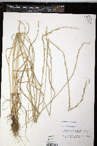 Lolium perenne subsp. multiflorum image