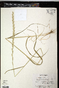 Lolium perenne subsp. multiflorum image