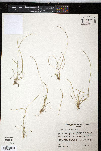 Microchloa kunthii image