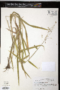 Leersia lenticularis image