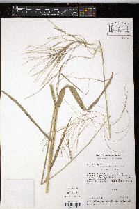 Leptochloa virgata image