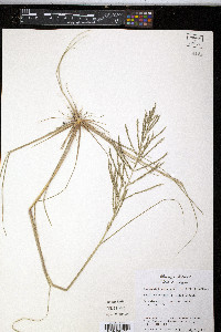 Diplachne fusca subsp. uninervia image