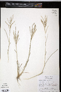 Leptochloa virgata image