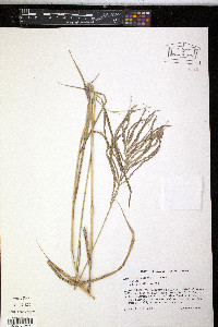 Leptochloa virgata image