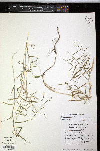 Muhlenbergia bushii image