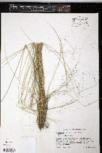 Muhlenbergia capillaris image