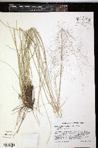 Muhlenbergia capillaris image