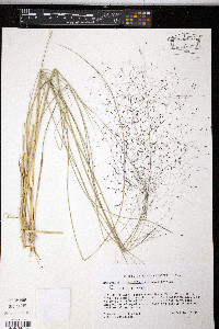 Muhlenbergia capillaris image