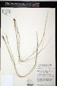 Muhlenbergia cuspidata image