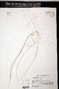 Muhlenbergia expansa image