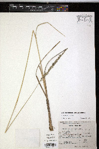 Muhlenbergia firma image