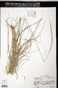 Heteropogon contortus image