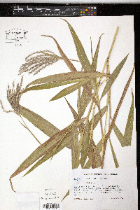 Ischaemum latifolium image