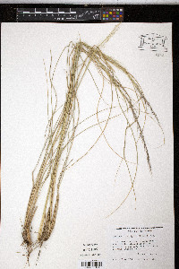 Muhlenbergia rigida image