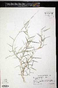 Muhlenbergia schreberi image