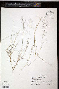 Muhlenbergia uniflora image