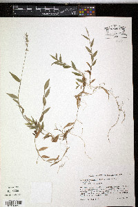 Oplismenus setarius image