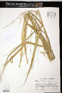 Oryza latifolia image