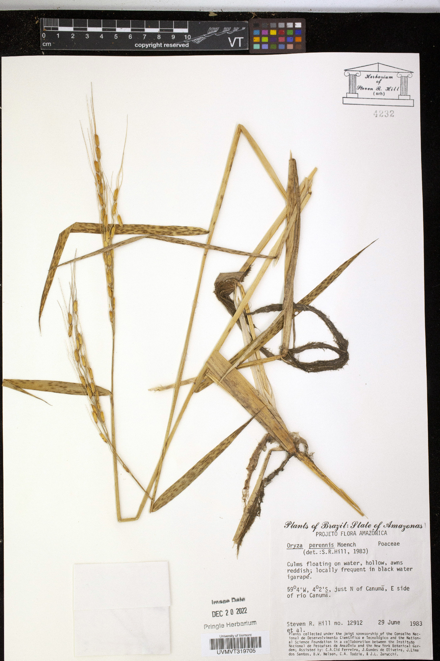 Oryza perennis image