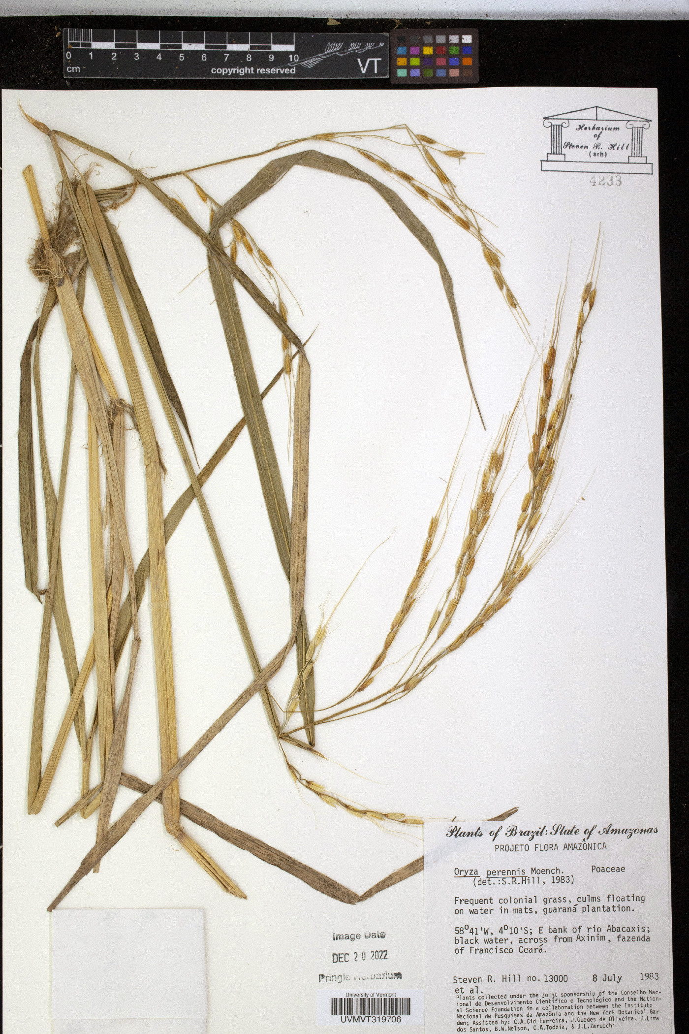 Oryza perennis image