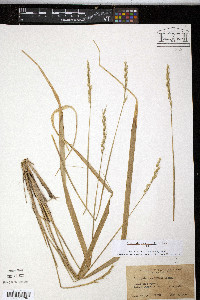 Oryzopsis asperifolia image