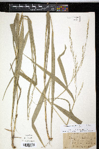 Oryzopsis racemosa image