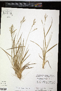 Panicum depauperatum image