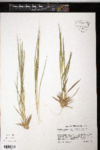 Panicum depauperatum image