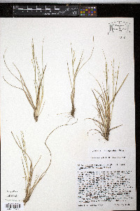 Panicum depauperatum image