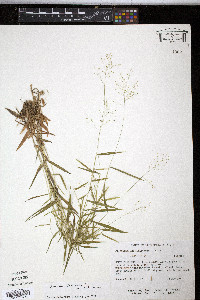 Panicum dichotomum image