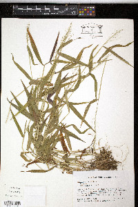 Panicum dichotomum image