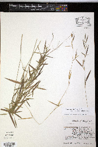 Panicum dichotomum image