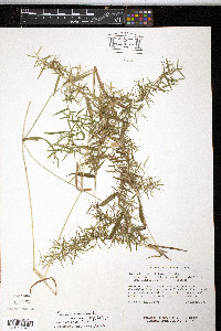 Panicum dichotomum var. ramulosum image