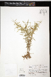Panicum dichotomum var. ramulosum image