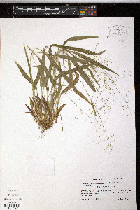 Panicum laxiflorum image