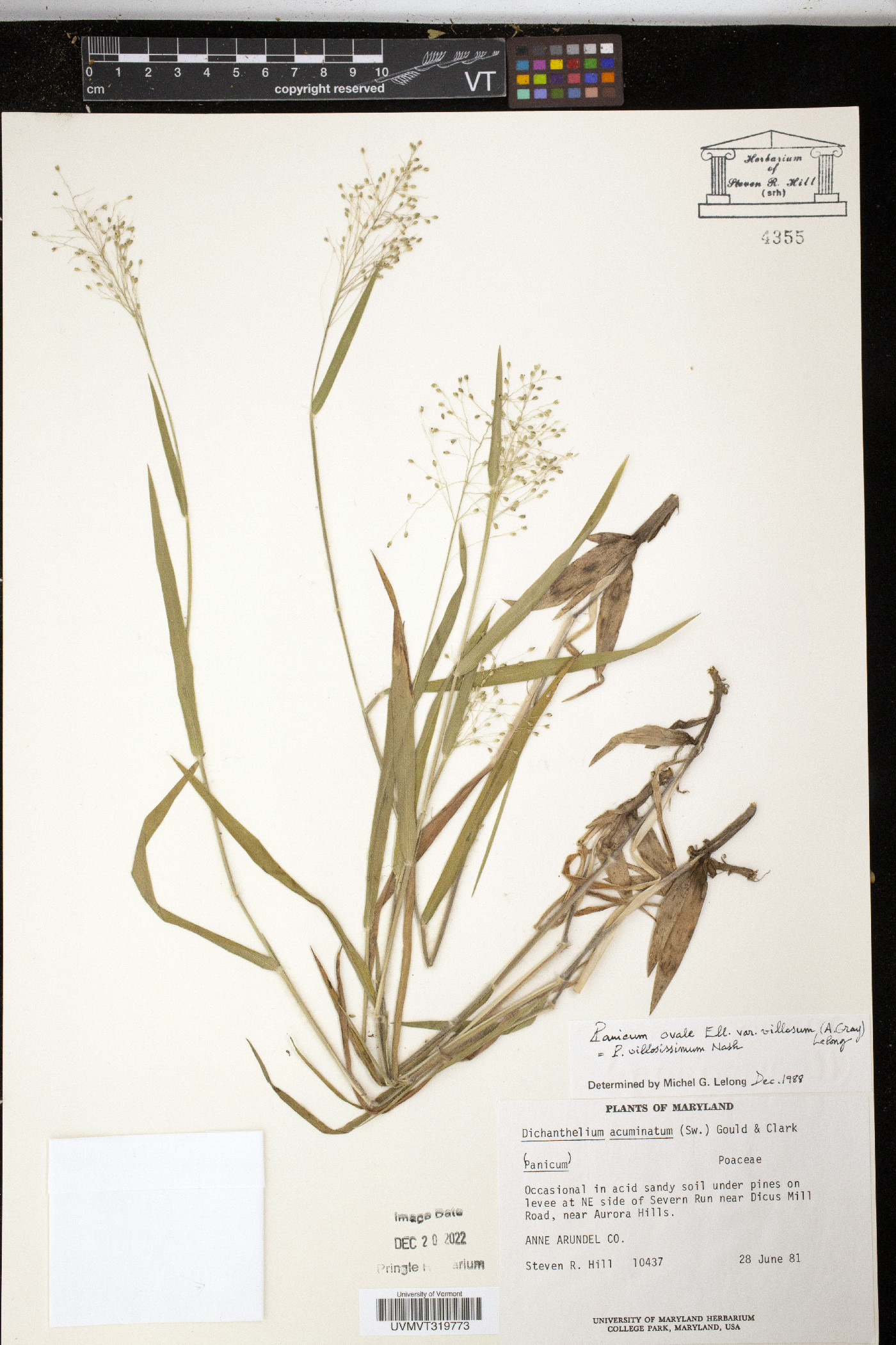 Panicum ovale image