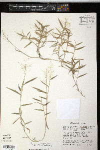 Panicum leucothrix image