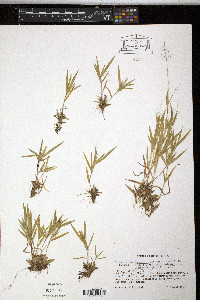 Dichanthelium acuminatum subsp. implicatum image