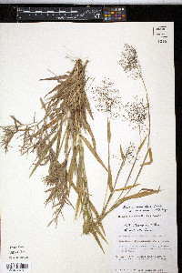 Panicum lindheimeri image