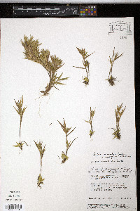 Panicum unciphyllum image