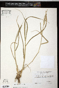 Panicum antidotale image